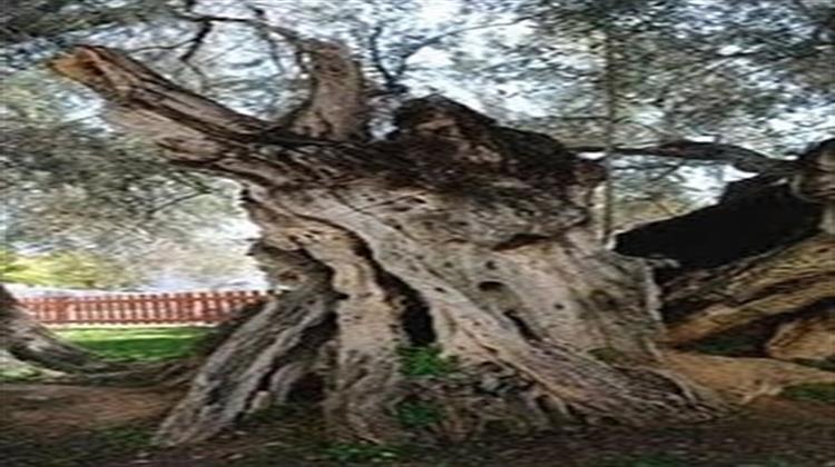 Συγκίνηση Προκαλεί η Ελιά Ηλικίας 2.500 Ετών από την Εποχή του Πεισίστρατου